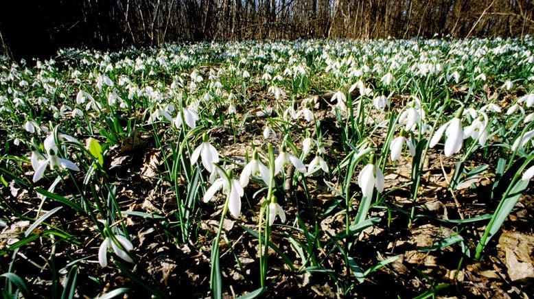 Wildnis am Strom - Nationalpark Donau-Auen