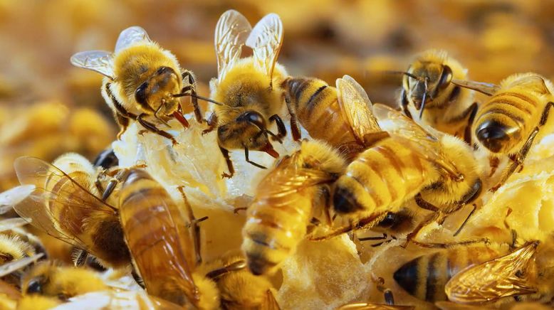 Insekten entschlüsselt