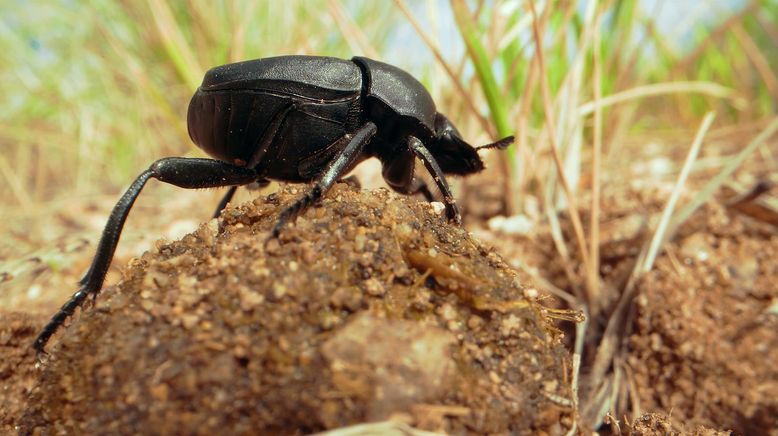 Insekten entschlüsselt