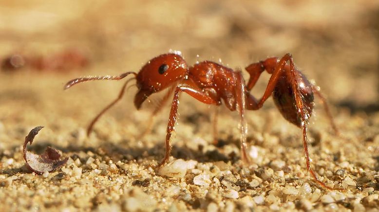 Insekten entschlüsselt