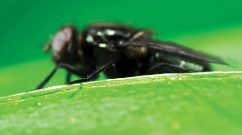 Insekten entschlüsselt