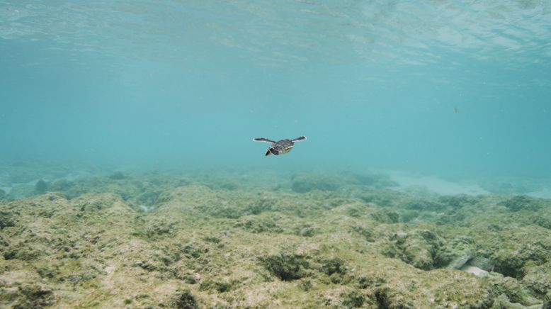 Das Great Barrier Reef - Schatzkiste der Natur