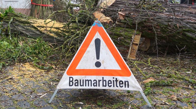 planet e.: Stadtbäume im Stress