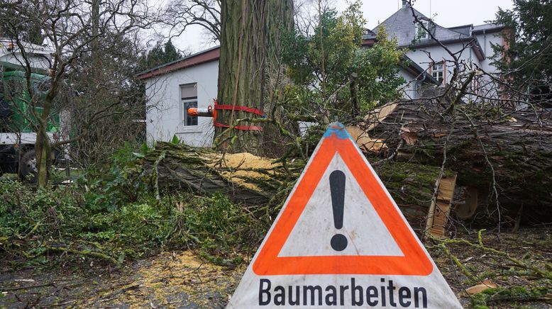 planet e.: Stadtbäume im Stress