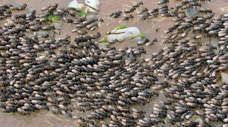 Serengeti - Wilde Geschichten aus der Savanne