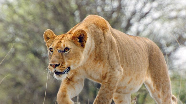 Serengeti - Wilde Geschichten aus der Savanne