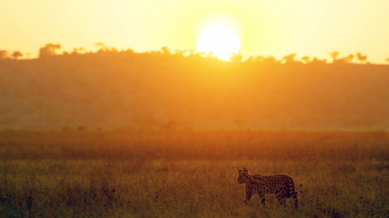 Serengeti - Wilde Geschichten aus der Savanne