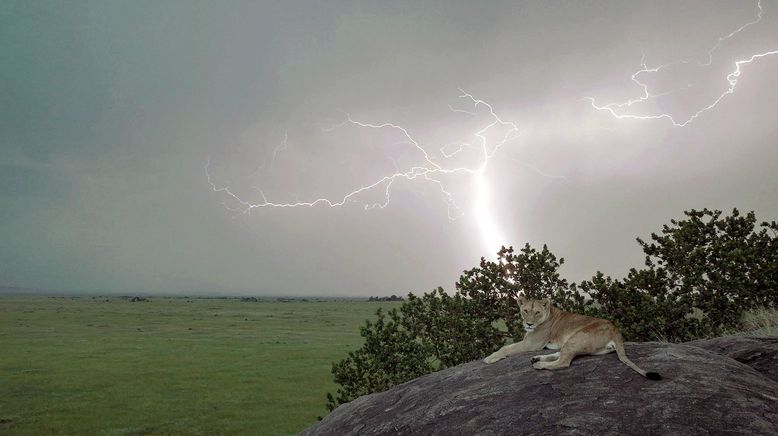 Serengeti - Wilde Geschichten aus der Savanne