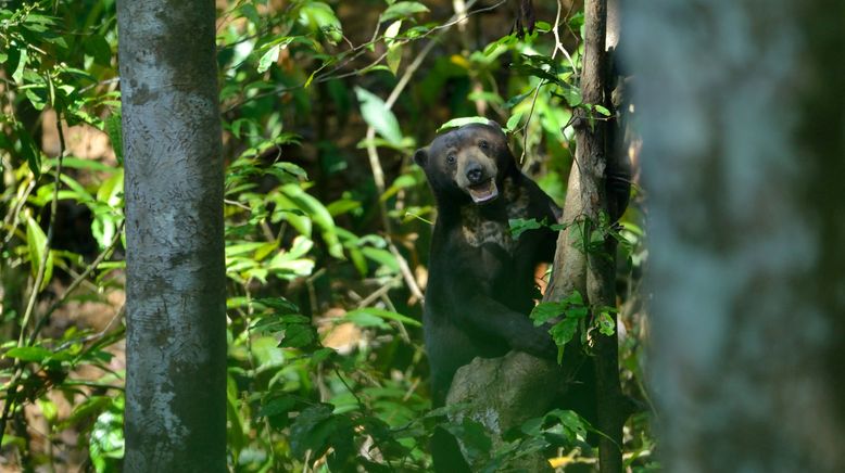 Kinabatangan, der Amazonas des Ostens