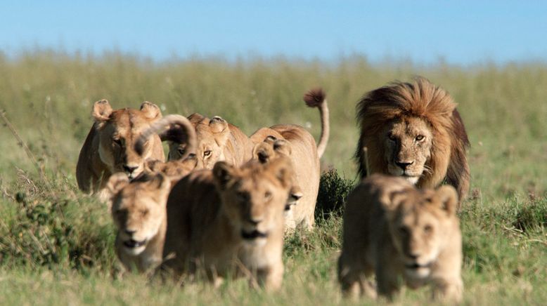 Serengeti - Wilde Geschichten aus der Savanne