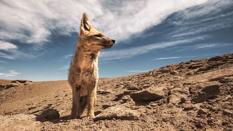 Wildes Argentinien