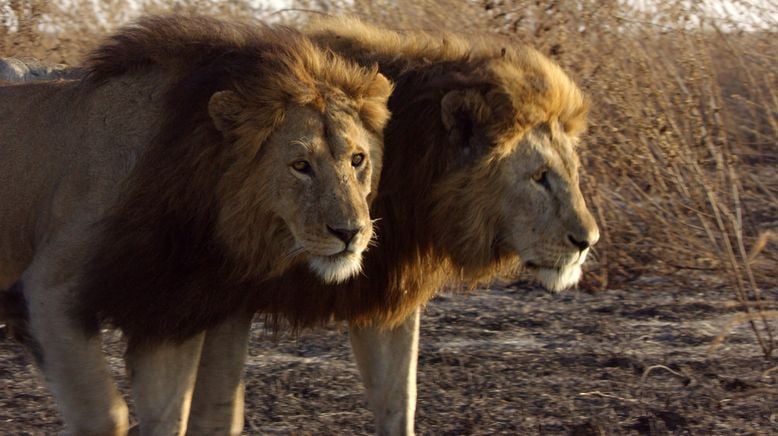 Serengeti - Wilde Geschichten aus der Savanne