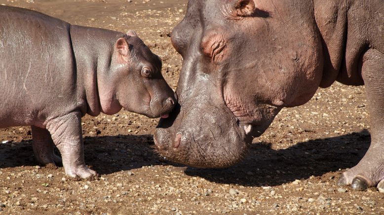 Serengeti - Wilde Geschichten aus der Savanne