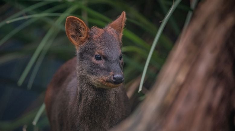 Zoo und so - Tierisch wild!