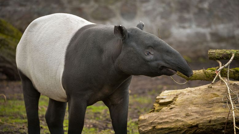 Zoo und so - Tierisch wild!