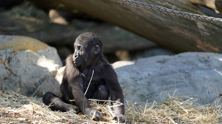 Taronga Zoo Hautnah