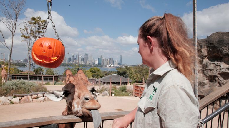 Taronga Zoo Hautnah