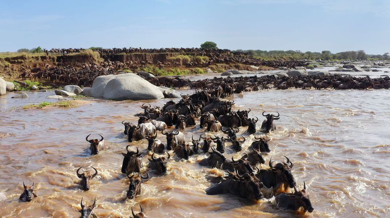 Serengeti - Wilde Geschichten aus der Savanne