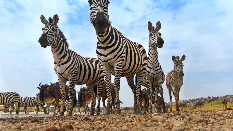 Serengeti - Wilde Geschichten aus der Savanne