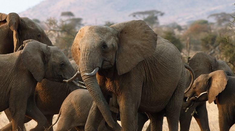 Serengeti - 1. Der große Aufbruch