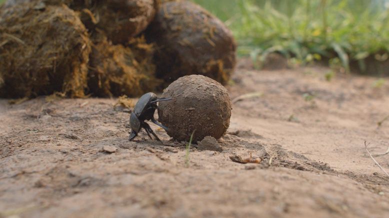 Tierische Überlebenskünstler