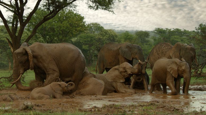 Serengeti - Wilde Geschichten aus der Savanne