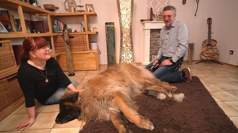 Die großen Hunde - Mit Martin Rütter