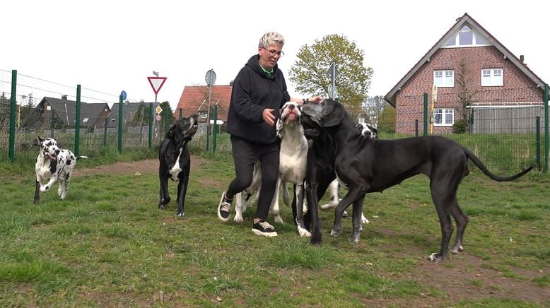 Die großen Hunde - Mit Martin Rütter