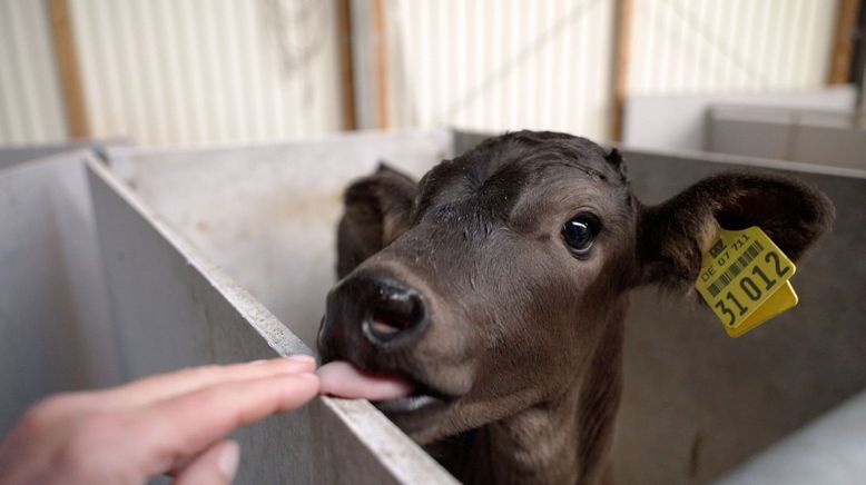 Die Spur der Kälbchen: Die Schattenseiten der Milchwirtschaft