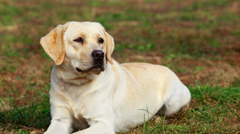 Hunde außer Kontrolle