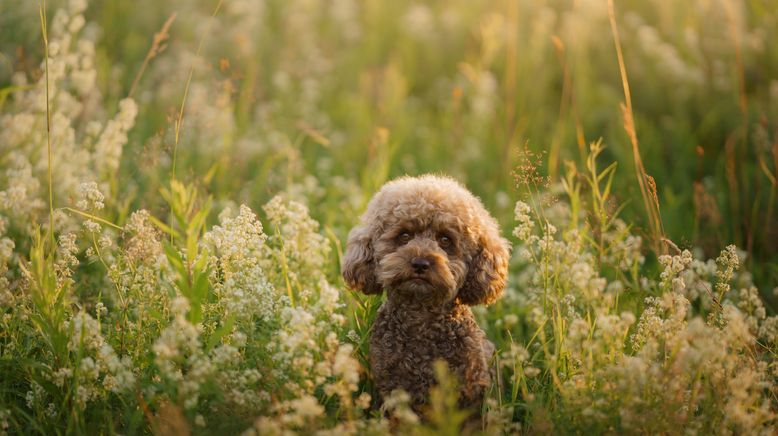 Hunde außer Kontrolle