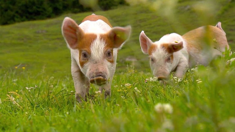 Zwischen Wolf und Klimawandel - Tiroler Almen unter Druck