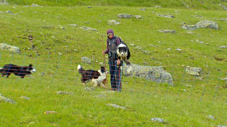 Zwischen Wolf und Klimawandel - Tiroler Almen unter Druck