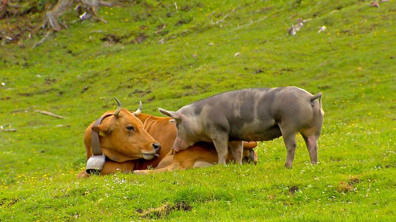 Zwischen Wolf und Klimawandel - Tiroler Almen unter Druck