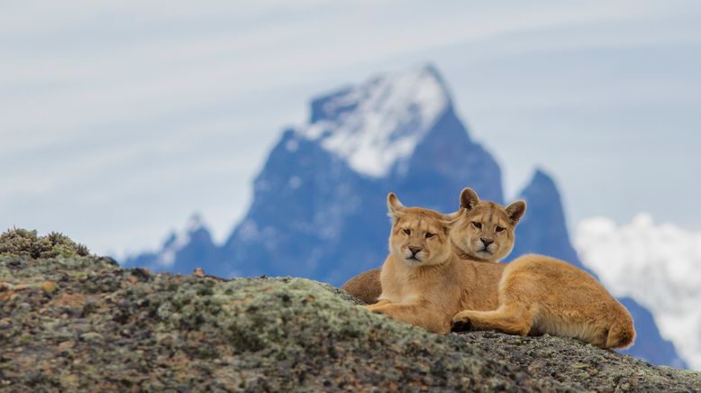 Wildes Patagonien