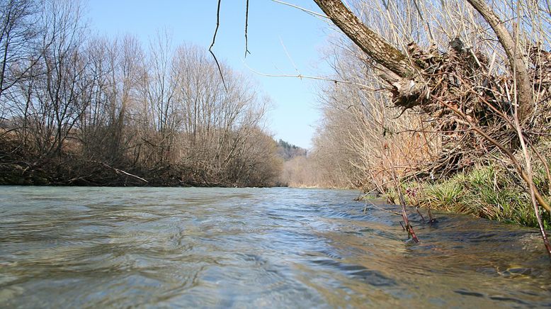 Fluss ohne Grenzen - Auenwildnis an der March