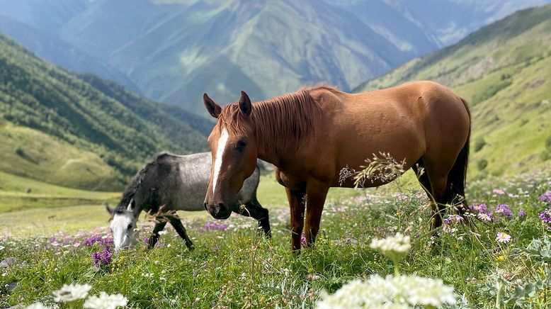 Georgiens wilde Schönheit - Durch die Bergwelten des Kaukasus