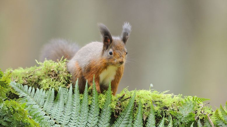 Schottlands neue Wildnis