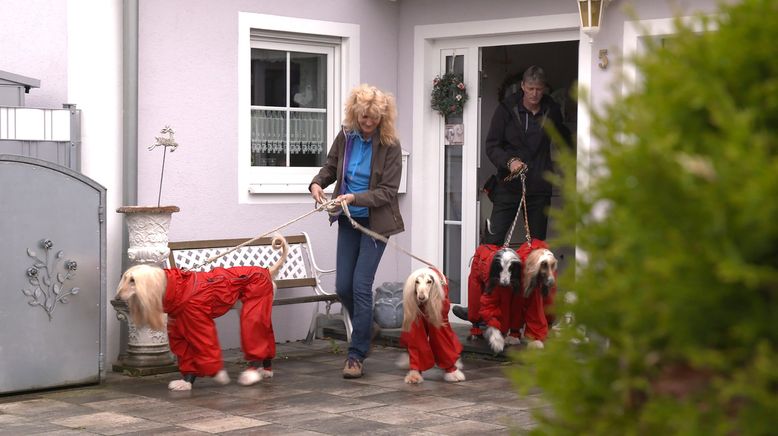 Die großen Hunde - Mit Martin Rütter