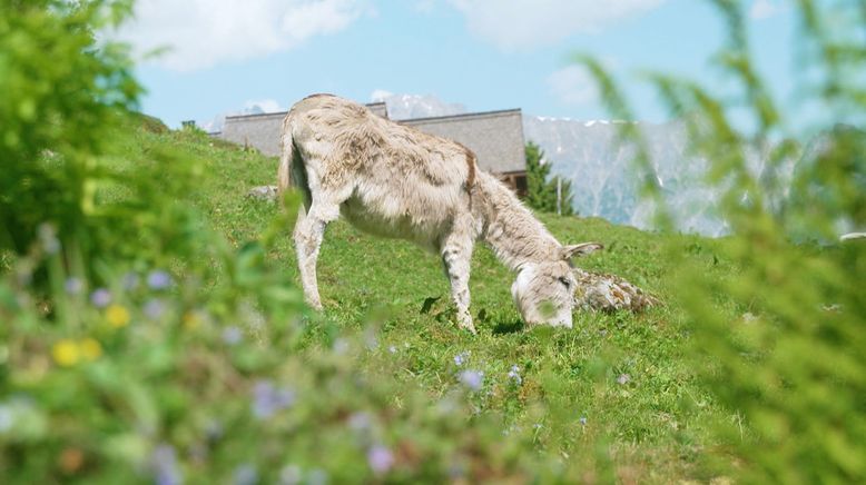 Die bunte Nutztierwelt in Vorarlberg