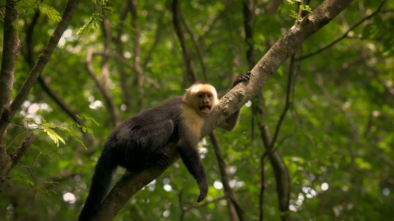 Die Odyssee der Tiere