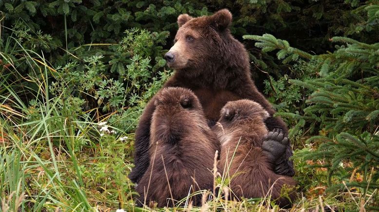 Die Odyssee der Tiere