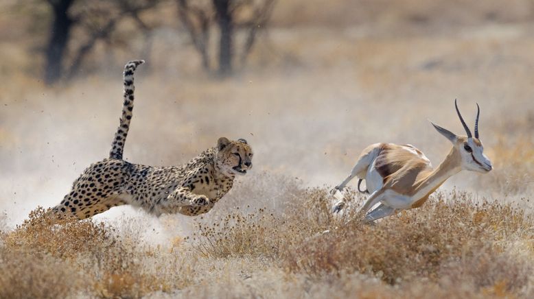 Der Kill-Faktor - Die tödlichsten Tiere der Welt