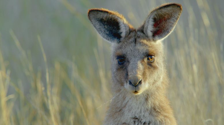 Die Odyssee der Tiere