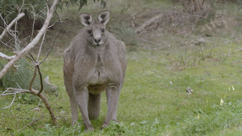 Die Odyssee der Tiere