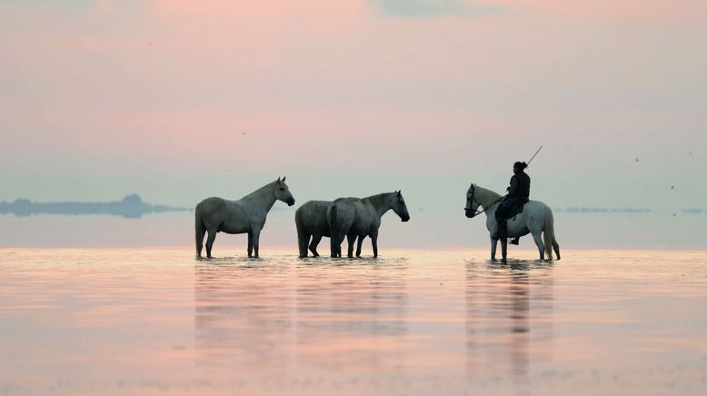 Die Odyssee der Tiere