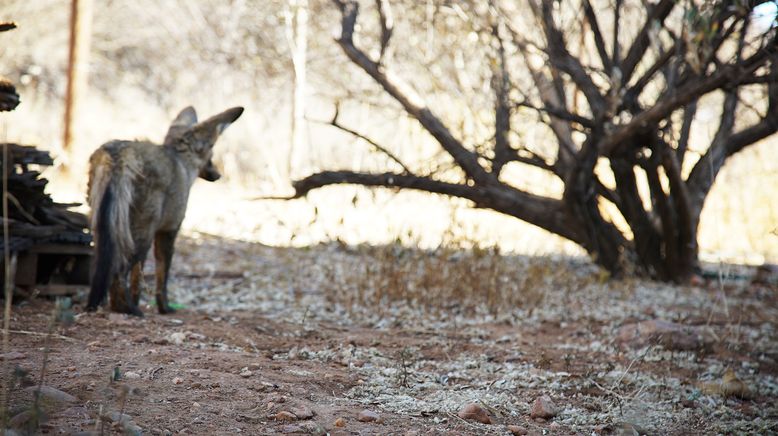 Die Superkräfte der Tiere