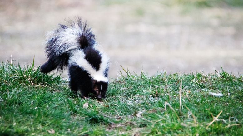 Die Superkräfte der Tiere