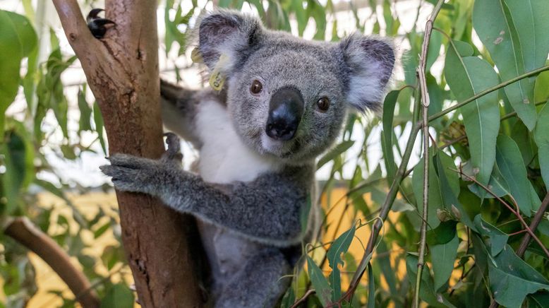 Wildtierrettung