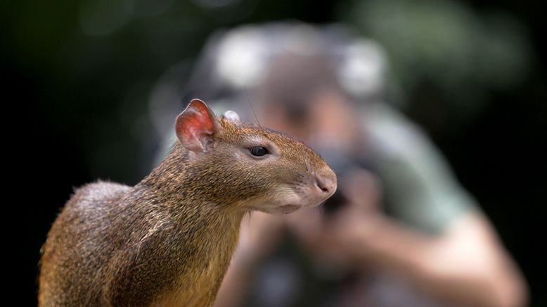 Die Wildnis kehrt zurück - Brasilien: Rettung für den Atlantischen Regenwald